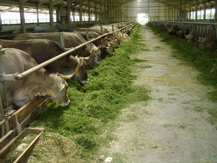 Развъждане крави, като избор на бизнес локация за плевнята, план за разплод
