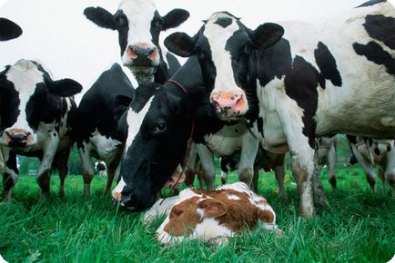 Развъждане крави, като избор на бизнес локация за плевнята, план за разплод