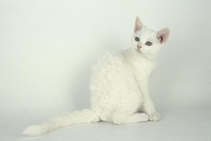 Редки породи котки име, цена, описание, 10 снимки, видео