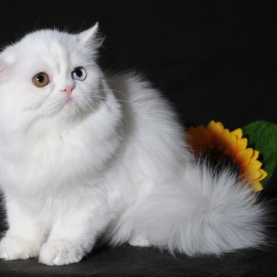 Редки породи котки име, цена, описание, 10 снимки, видео
