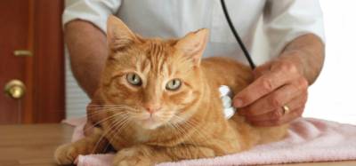 Повръщане при котките причинява и лечение