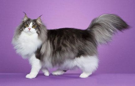 Най-големите котка име порода в снимките, информация за тях