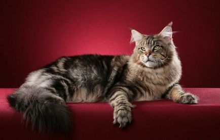 Най-големите котка име порода в снимките, информация за тях