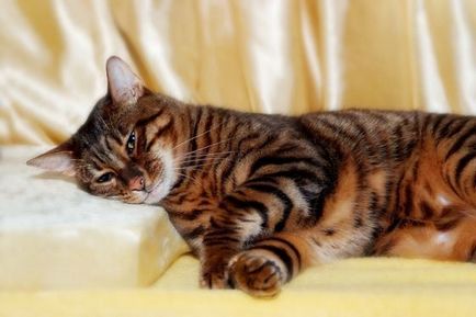 Най-редките породи котки в света, интересни факти