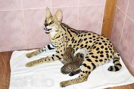 Най-редките породи котки в света, интересни факти (котки) Най-редките породи котки в света, интересни факти