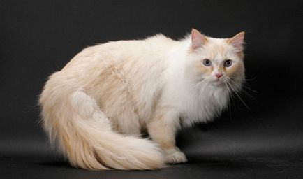 Най-редките породи котки в света със снимки и имена