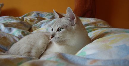 Най-редките породи котки в света със снимки и имена