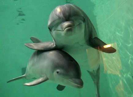 Най-невероятни факти за делфините - новините в снимки