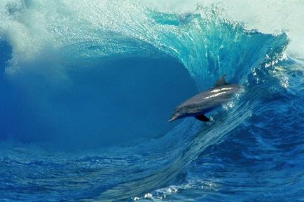 Най-невероятни факти за делфините - новините в снимки