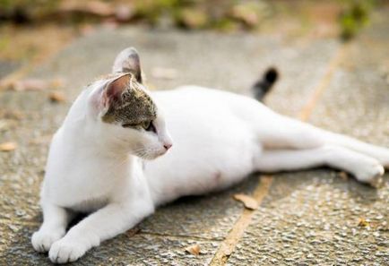 Колко котенца котка носи етапи, срокове и функции