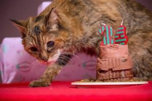 Колко години живее котка в дома и това, което зависи от продължителността на живота