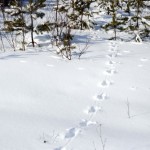 Следи от лисица, вълк, куче, Vedmed, заек в снимката на сняг и видео