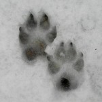 Следи от лисица, вълк, куче, Vedmed, заек в снимката на сняг и видео