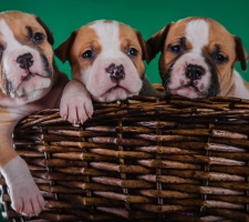 Куче американски стафордшир териер (неща) се размножават описание, снимки, цената на кученцата, прегледи