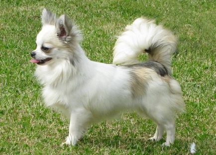 Чихуахуа куче - порода характеристики, естеството на плюсовете и минусите
