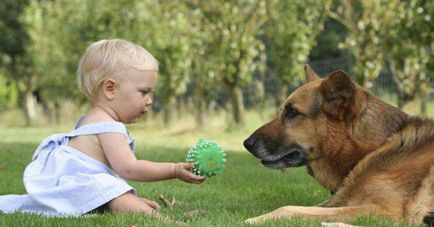 Куче за децата най-доброто от порода, как да избират - любовен живот