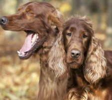 Ирландски сетер куче порода описание, снимки, цената на кученцата, прегледи