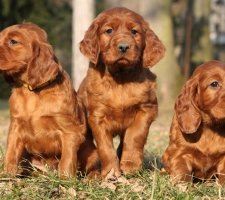 Ирландски сетер куче порода описание, снимки, цената на кученцата, прегледи