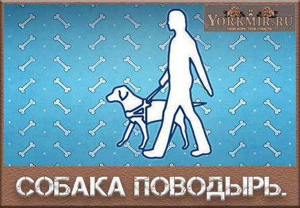 Куче-водач за слепи, колко струва, порода