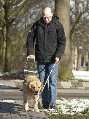 Куче-водач, снимки и видеоклипове на кучета за слепи, подготовката и обучението на кучета-водачи