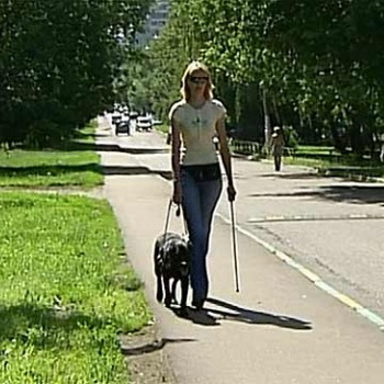 Куче-водач, снимки и видеоклипове на кучета за слепи, подготовката и обучението на кучета-водачи