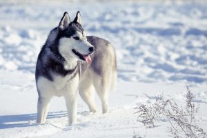 Куче-вълк и вълк подобна скала в списъка със снимки 