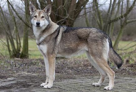 Куче-вълк - името на породата