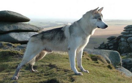 Куче-вълк - името на породата