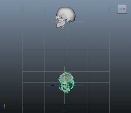 Поставянето 3d човешки скелет - творческа работилница Igorya Petunina