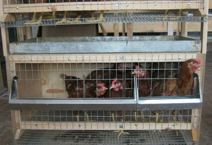 Съдържанието на кокошки носачки в домашната клетка, изисквания стая, птиците се размножават