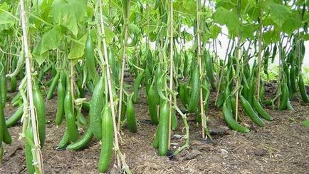 Сортове и хибриди на краставици в оранжерия за отглеждане на факторите, влияещи върху избора на семена