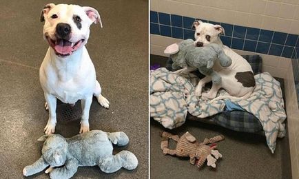 Спасени куче, който се е научил да се усмихва