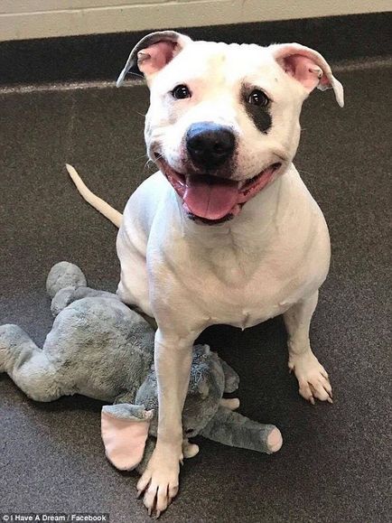 Спасени куче, който се е научил да се усмихва