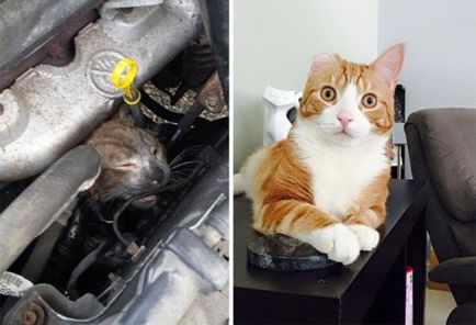 Спасените котки преди и след метаморфозата на любовта - веган