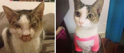 Спасените котки преди и след метаморфозата на любовта - веган