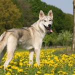 Списък на породи кучета, подобни на вълци