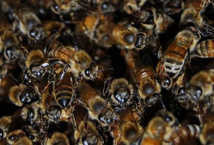 Remedy за пчелен репелент, за унищожаване