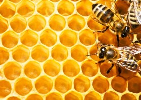 Страхът от пчели причинява, манифестации, начини за справяне