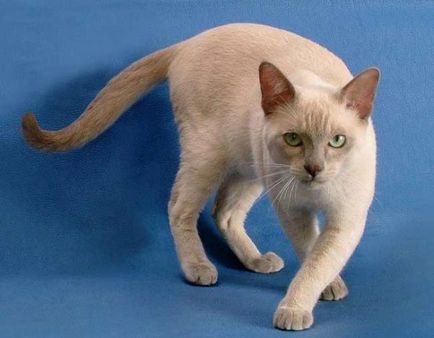 Tonkinese котка - порода описание със снимки