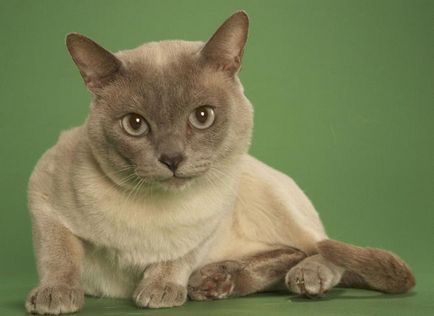 Tonkinese котка (тонкиновата) снимки, цена, описание порода, характер, видео, детски градини - около murkote