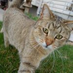 Tonkinese котка (тонкиновата) снимки, видео, за порода, грижи