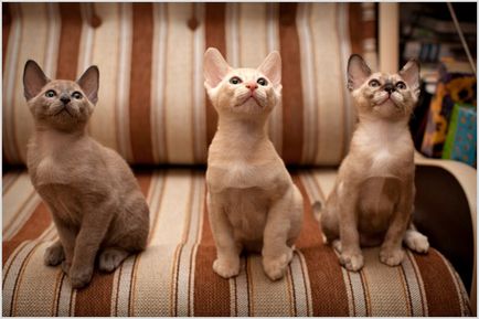 Tonkinese котка (тонкиновата) снимки, видео, цена, характер, описание порода