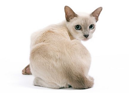 Tonkinese котка (Tonkinese) описание на породата, снимка, характер, собствениците на детски и мнения