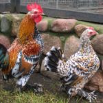 Топ 5 на най-красивите декоративни пилета характеристики и преглед на породи
