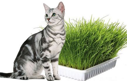 Трева за котки какво марихуана и какво го изяде, как да засадят