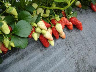 Покриването материал за мулчиране ягоди и контрол на плевелите