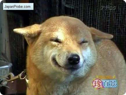 Усмивки кучето си