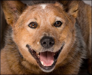Смятате кучета могат да се усмихват 4-ти Август 2010