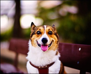 Смятате кучета могат да се усмихнат, zooportal