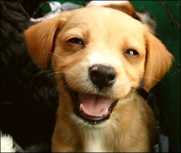 Смятате кучета могат да се усмихнат, zooportal